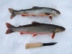Nieri� (Rautu) 450 g